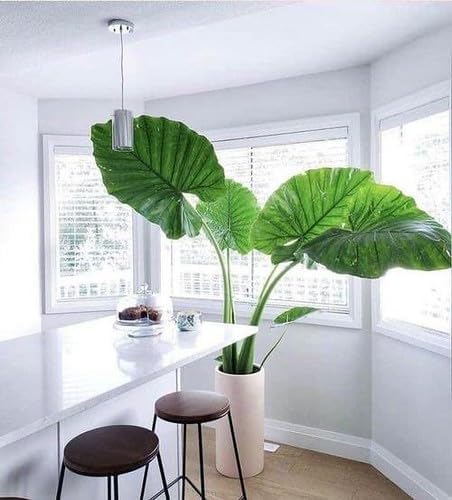 Elephant Ear Plant Potting Soil - All-Natural Blend for Thriving Alokasia Plants - Promotes Healthy Root Penetration and Nutrient Uptake - 10 Quart