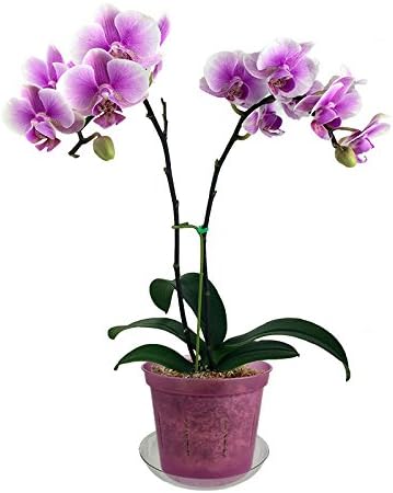 rePotme 3 inch Orchid Pot 3 Pack - Slotted Orchid Pots with Holes for Repotting (Rose Quartz)