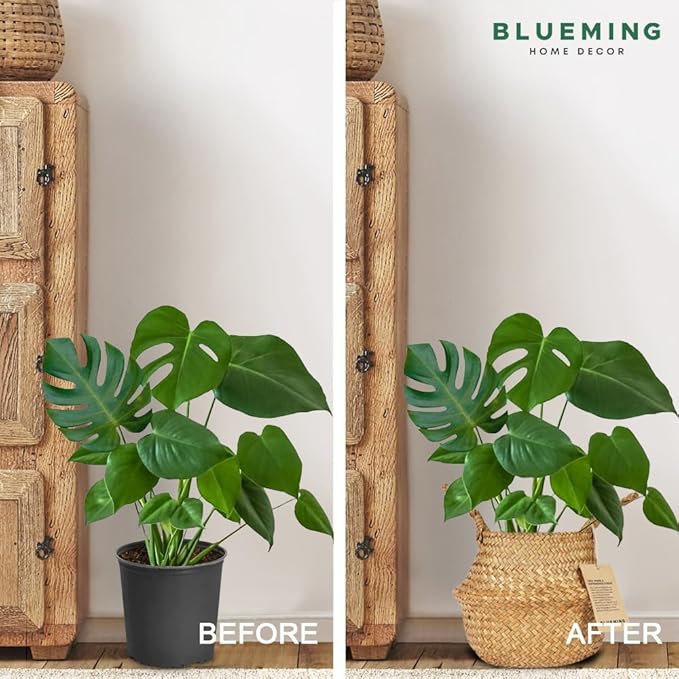 Basket Planter β Seagrass Plant Pot for Artificial Olive Tree, Decorative 6-7 Inch Indoor Wicker Pot with Handles (Original, Small)