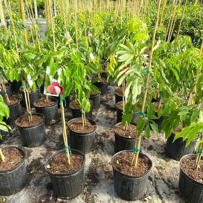 Premium Lychee Potting Soil Mix - Perfect Balance of Nutrients, Drainage, and Aeration for Thriving Lychee Trees - 20 Quart
