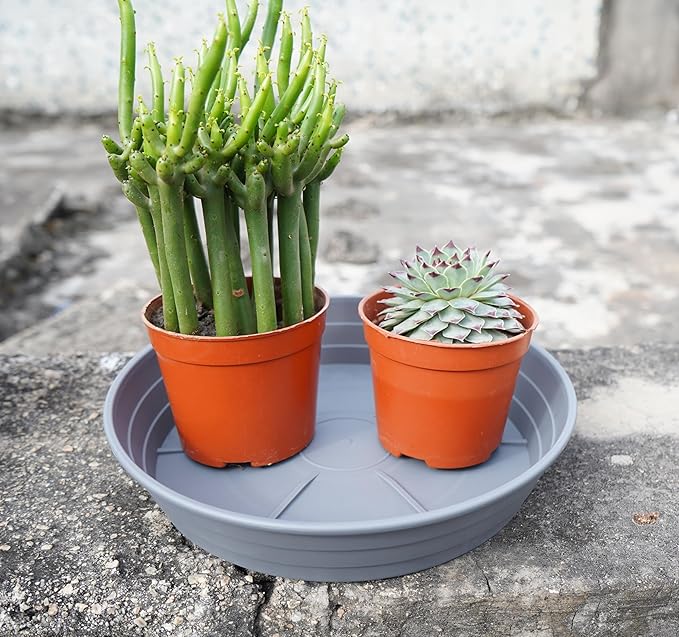 Plant Saucer 6 Inch 4 Pack 6 8 10 12 14 16 18 20 25, Plastic Plant Trays for Pots,Extra-Deep Plant Water Dray Tray, Bird Bath Bowl, Heavy Flower Plant saucers Indoors and Outdoor No Holes 6in-4 grey