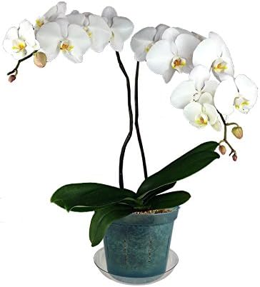 rePotme 6 inch Orchid Pot 3 Pack - Slotted Orchid Pots with Holes for Repotting (Blue Sapphire)