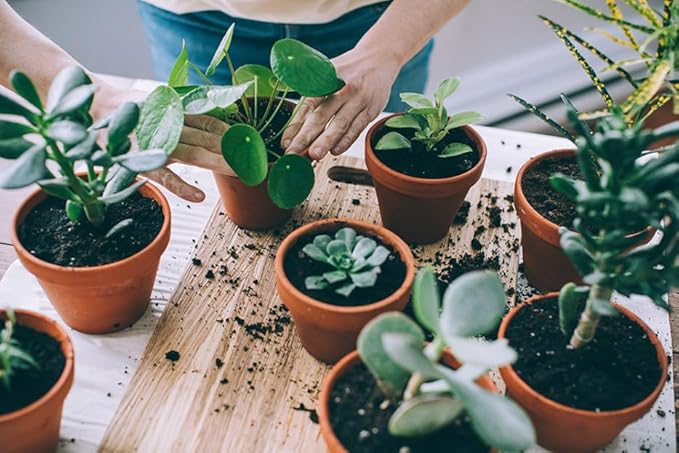 Assorted Foliage Potting Soil - All-Natural Blend for Thriving Diverse Foliage Displays - Enhances Nutrient Uptake - 10 Quart