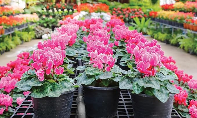 Premium Cyclamen Potting Soil Mix - Perfect Balance of Nutrients, Drainage, and Aeration for Thriving Blooms - 10 Quart